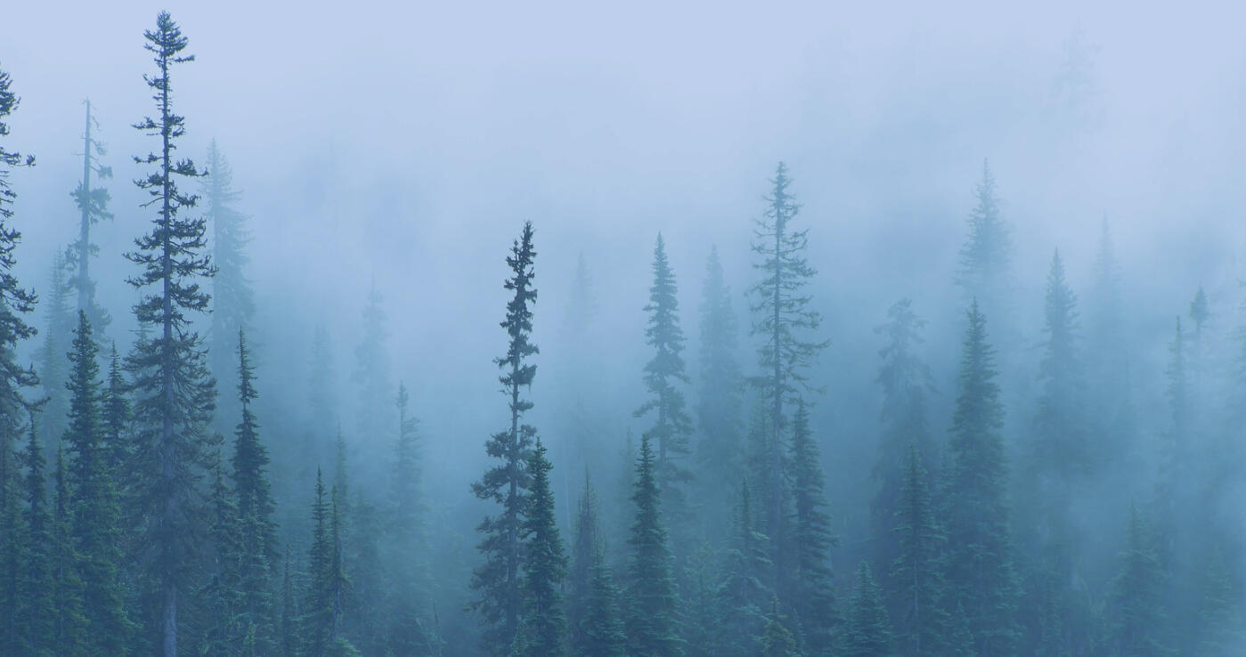 A Foggy Forest black spruces, douglas firs, various pines, hemlock and cedars surrounded by fog.